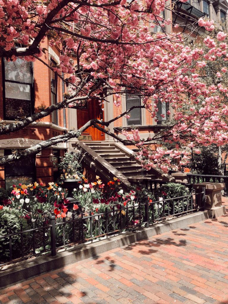 Spring blossoms in Boston