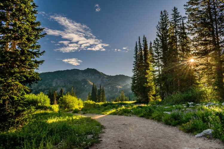 A dirt road with grass on either side and lush greenery in the surrounding area