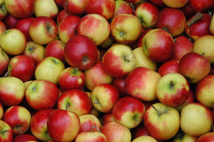 harvest of apples