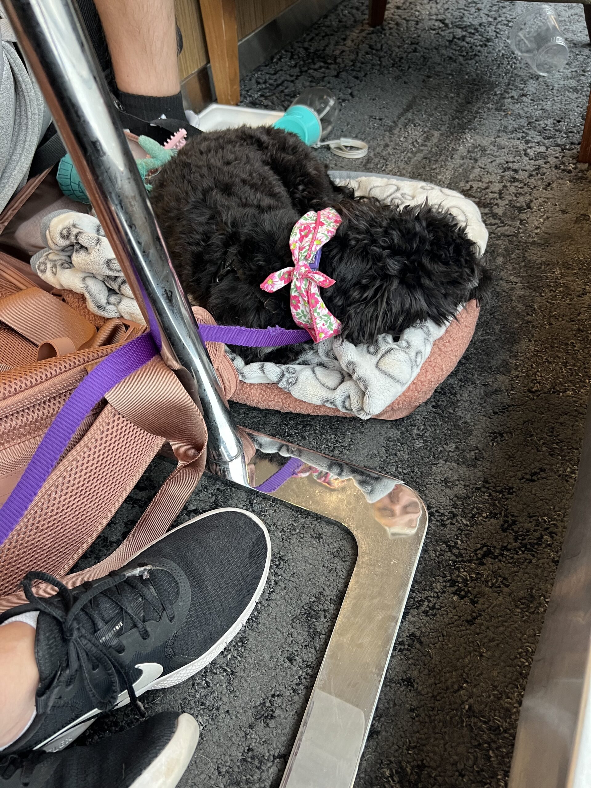 dog travel carrier review