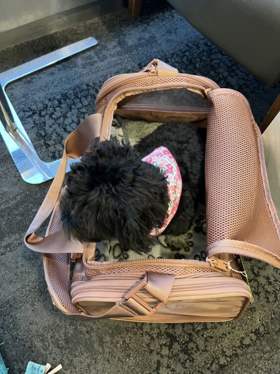 pet luxe travel bag