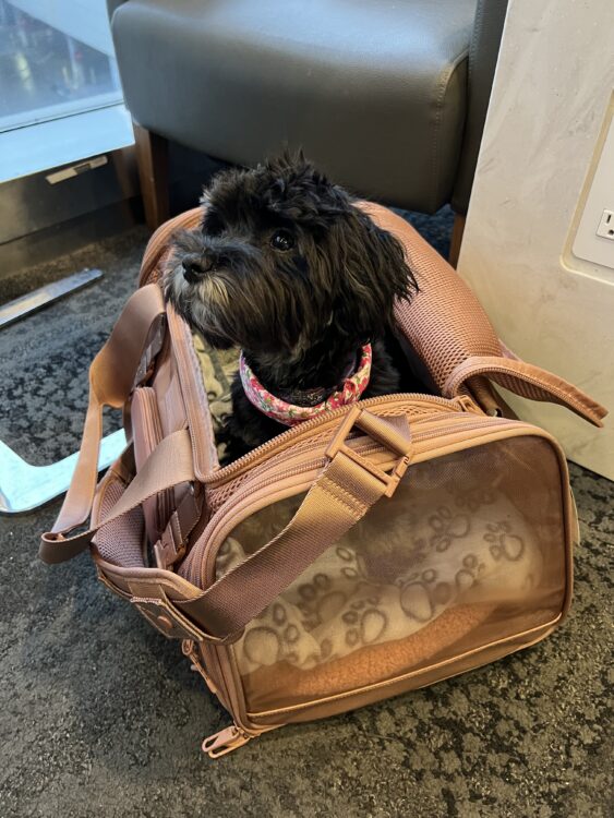 Dagne Dover Pet Carrier Bag review