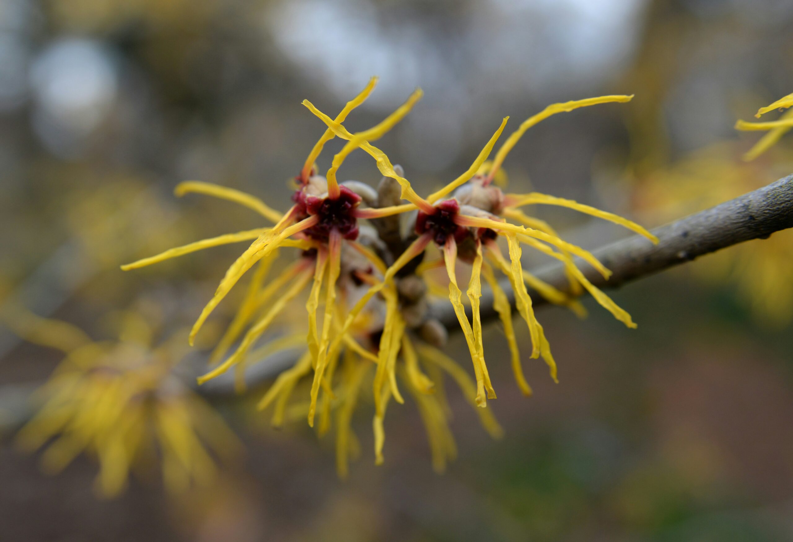 A photo of yellow witch hazel flowers